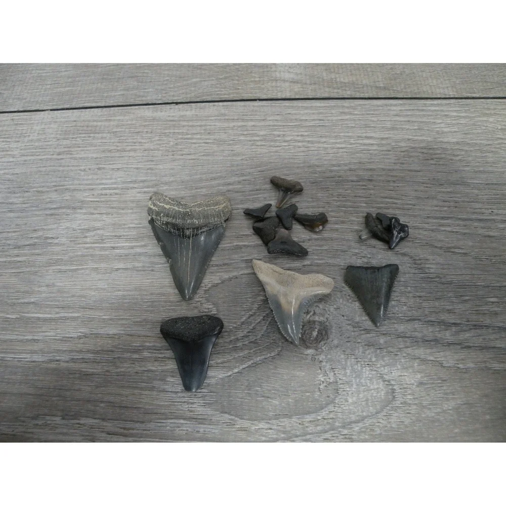 Fossil Shark Teeth Lot Prehistoric Megalodon Mixed Species Serrated
